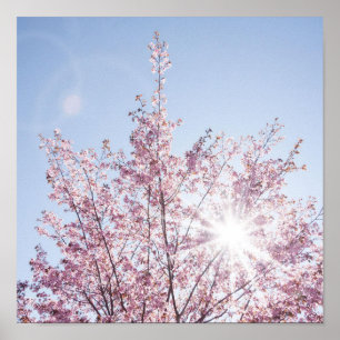 zonnestralen passeren roze bloemen van een wow - b poster