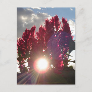 Zonnevlambloemen Briefkaart