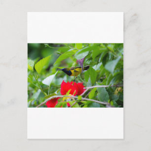 Zonnevogel Briefkaart