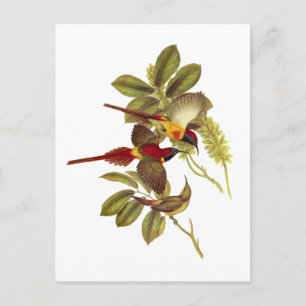 Zonnevogel Briefkaart