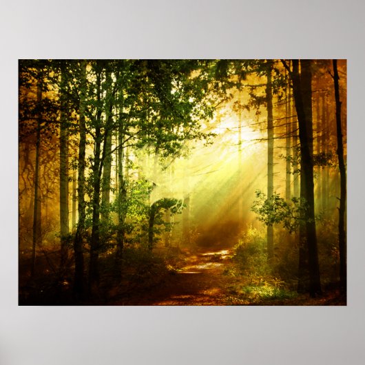 Zonnevogel Poster (Voorkant)