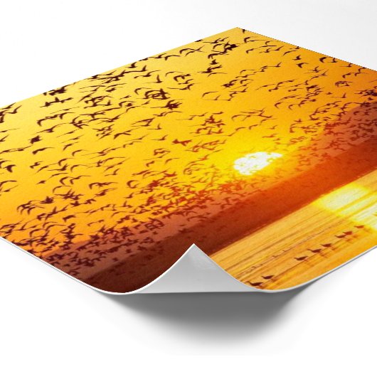 zonnevogels poster (Hoek)