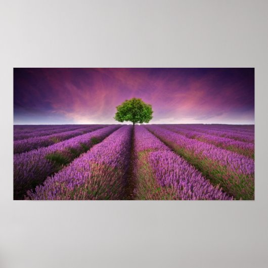 Zonnezondag in het landschapsgebied van Lavender Poster (Voorkant)