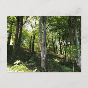 Zonnig boslandschap. Bosrand Briefkaart