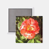 Zonnig dag Roos....... Magneet (Voorkant / Achterkant)