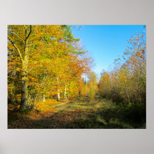 Zonnig herfstbos - Gepersonaliseerd Poster