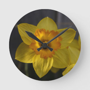 Zonnige gele daffodil ronde klok