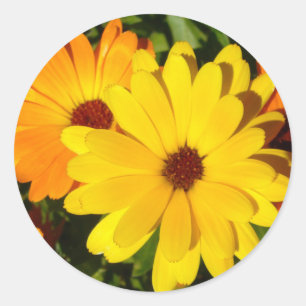 ZONNIGE MARIGOLDS STICKERS