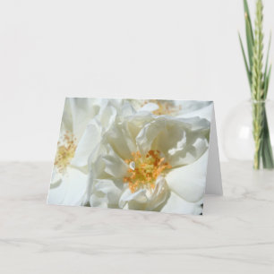 Zonnige Witte Wilde Rozen Bloemfotografiekaart Kaart