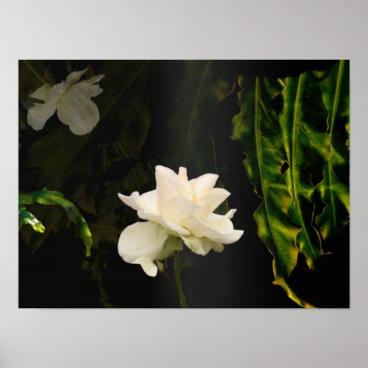 Zonovergoten botanische kunst print (Voorkant)