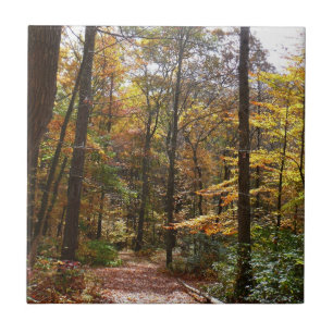 Zonovergoten Fall Trail in Laurel Hill State Park Tegeltje