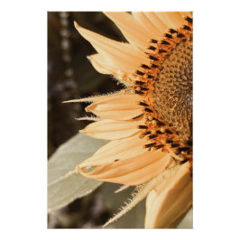 Zonovergoten gouden zonnebloem perfect poster