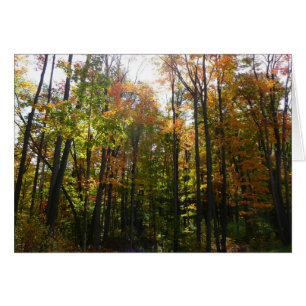Zonovergoten herfstbos herfstlandschap