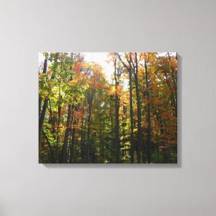 Zonovergoten herfstbos herfstlandschap canvas afdruk