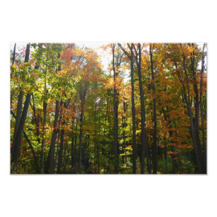 Zonovergoten herfstbos herfstlandschap foto afdruk