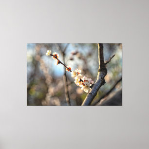 Zonovergoten Japanse Abrikoos Sakura Witte Bloemen Canvas Afdruk