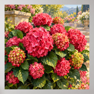 Zonovergoten Roze Hortensia's in een Elegante Tuin Poster