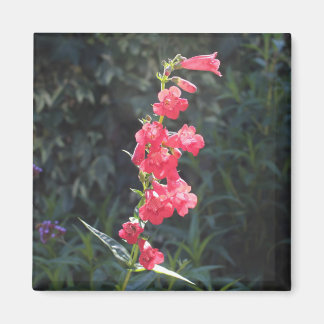 Zonovergoten roze penstemon bloem spring magneet