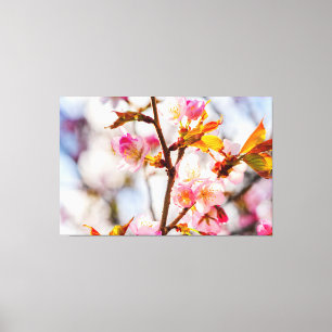 Zonovergoten Roze Sakura Bloemen. Kersenbloesems Canvas Afdruk