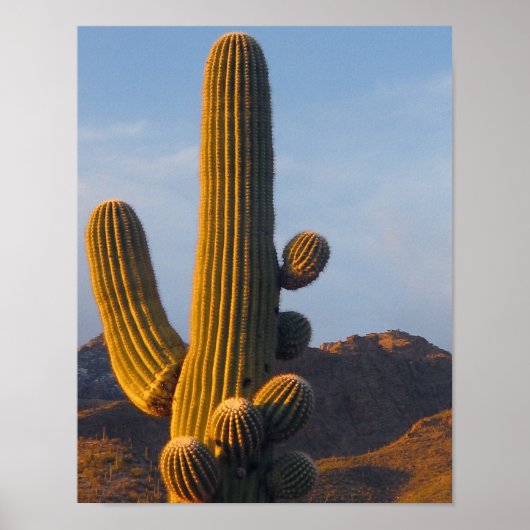 Zonovergoten Saguaro Cactus Poster (Voorkant)