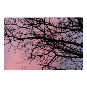 Zonsondergang Boomtakken Foto Planetm13 Perfect Poster