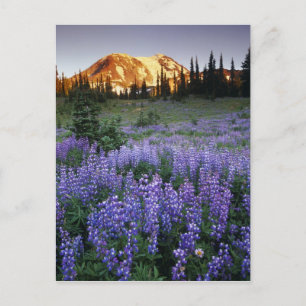 Zonsondergang boven Mt. Adams en een sub-alpine we Briefkaart