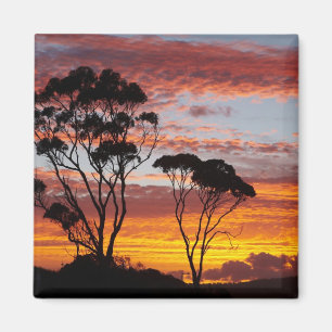 Zonsondergang en eucalyptusboom, Binalong Bay, Bay Magneet