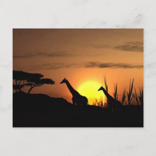"Zonsondergang Giraffe Silhouet" Ansichtkaart Briefkaart