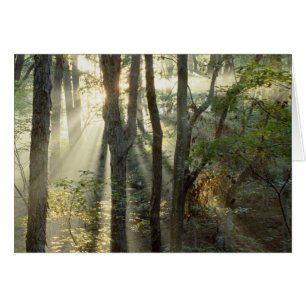 Zonsopgang door eiken- en hickorybossen,