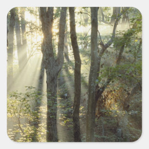 Zonsopgang door eiken- en hickorybossen, vierkante sticker