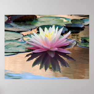 Zonsopgang Waterlelie Poster
