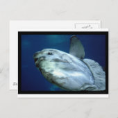 Zonvis Mola 001 Briefkaart (Voorkant / Achterkant)