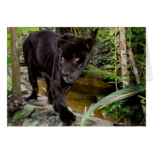 Zoo de la ville de Belize. Panthère noire