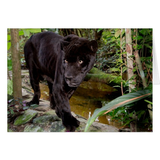 Zoo de la ville de Belize. Panthère noire (Devant horizontal)
