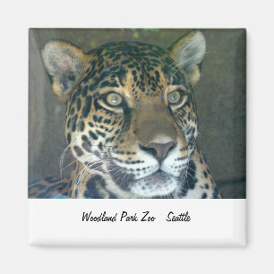 Zoo de parc Woodland Magnet de chat