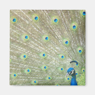 Zoo Johannesburg, provincie Gauteng, Zuid-Afrika Magneet