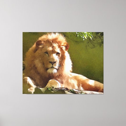 Zoo Lion Waterverf Canvas Afdruk (Voorkant)