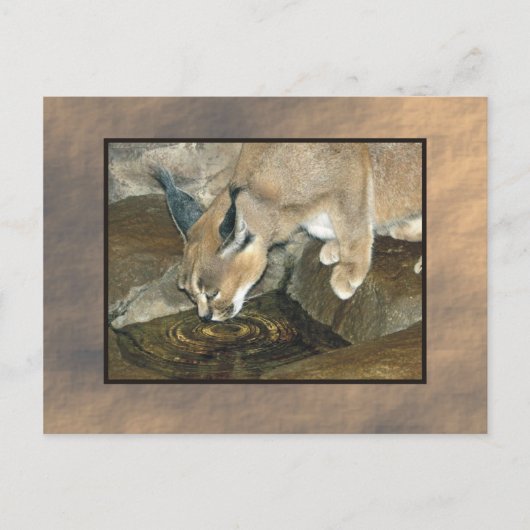 zoo lynx briefkaart (Voorkant)