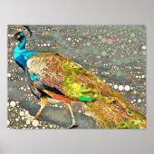 Zoo Peacock Poster (Devant)