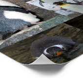 Zoo Penguins Collage Photo Poster (Coin)