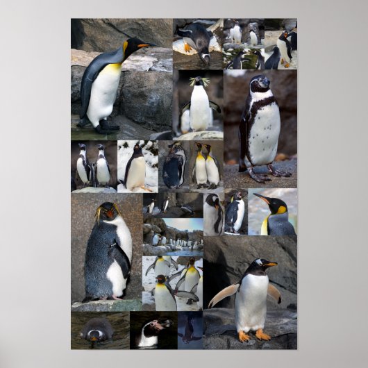 Zoo Penguins Collage Photo Poster (Devant)