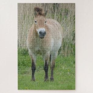 Zoo Puzzle : Cute Przewalski Horse