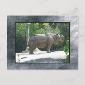 zoo rino briefkaart