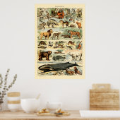  zoogdieren door Adolphe Millot Poster (Keuken)