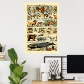  zoogdieren door Adolphe Millot Poster (Thuiskantoor)