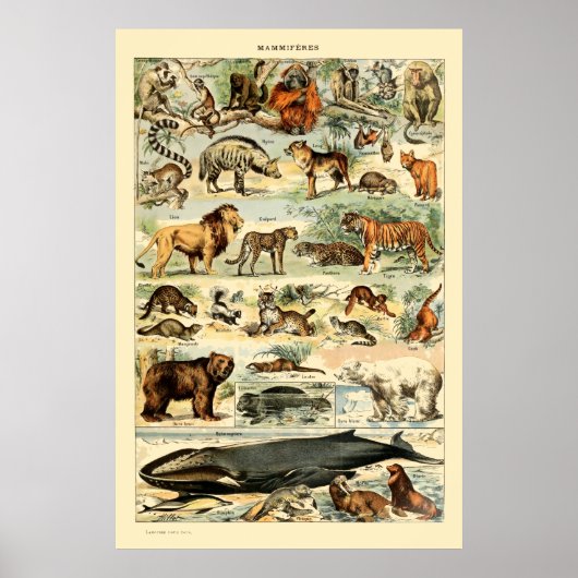  zoogdieren door Adolphe Millot Poster (Voorkant)
