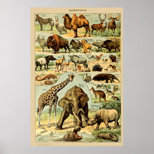  zoogdieren Oude illustratie Poster