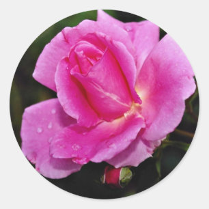 Zorgeloos Beauty Shrub Roos 'Bucbi' Witte bloempje Ronde Sticker