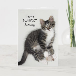 Zorro Catnip Purrfect Birthday Wenskaart Kaart