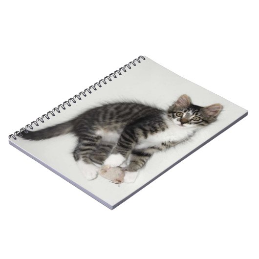 Zorro et son Carnet de souris (Côté gauche)